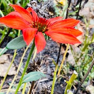 ALL PRICES NEGOTIABLE 😁 Make an offer 🌻